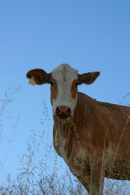 You lookin' at me?