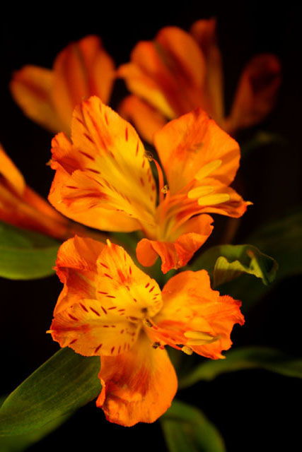 Lovely In Orange