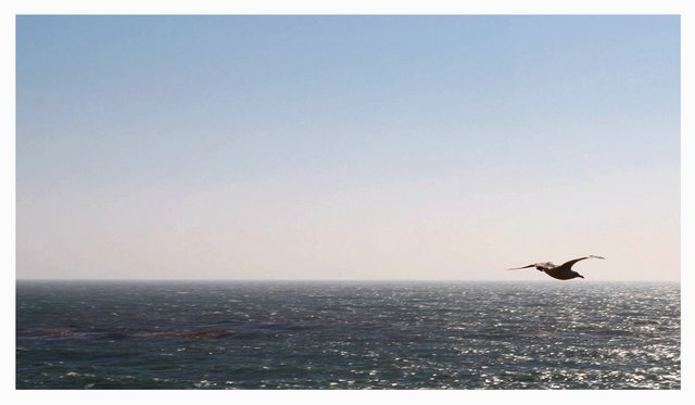 Seagull on the Horizon