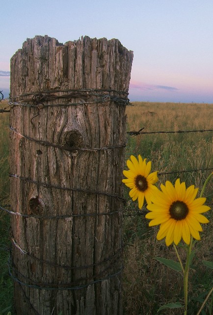 Fence Post