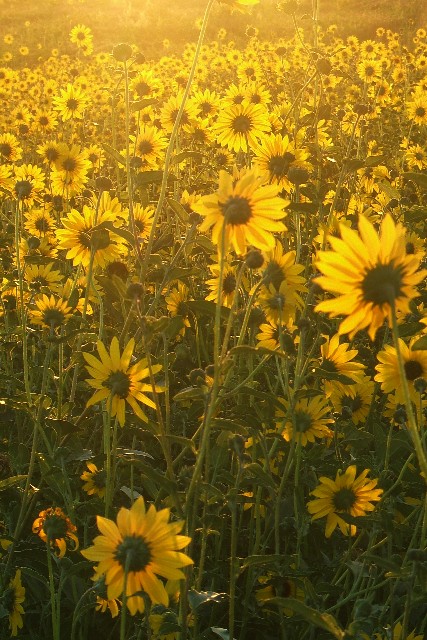Looking to the Rising Sun