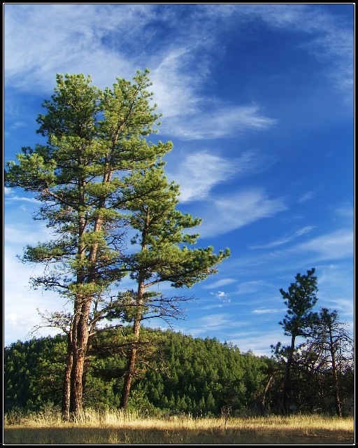 Mt. Falcon Pines