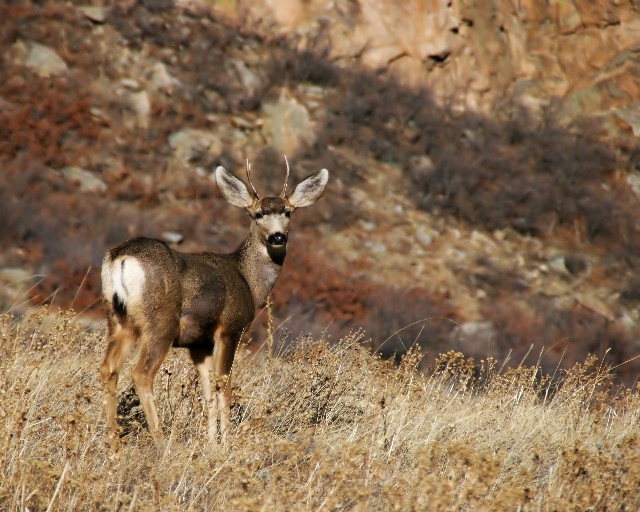 Lil' Buck