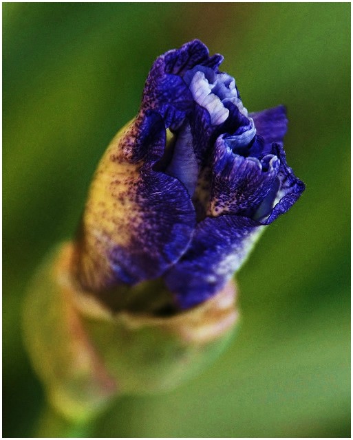 Iris