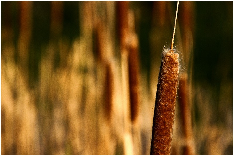 Wetland