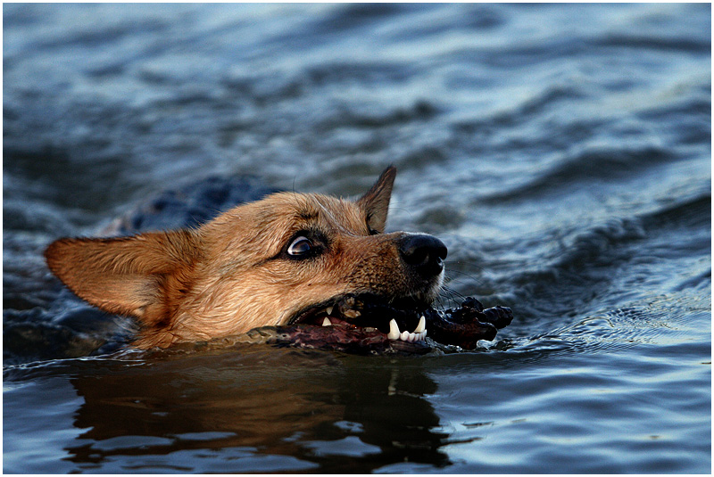 River Rat