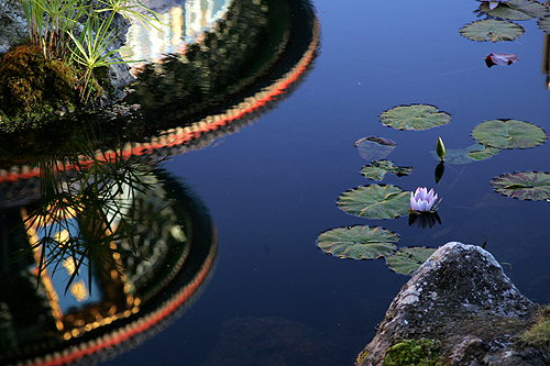 AsianLilyPond.jpg