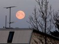 Morning moon