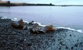 Seaweed II