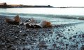 Seaweed VII