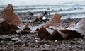 Seaweed III
