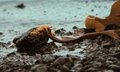 Seaweed VIII