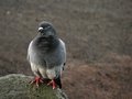 Smart pigeon on the rock