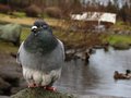 Smart pigeon