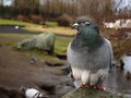 Smart pigeon looking