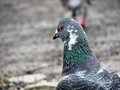 Colourful pigeon