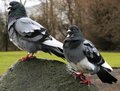 Puffed pigeons