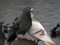 Pigeons on the rock