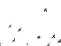 Pigeons in the sky