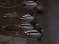 Sitting ducks