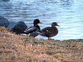 Duck pair