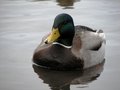 Beautiful Duck