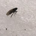 Fly On Ice