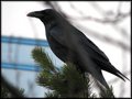 Raven on the limb