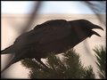Calling Raven