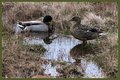 Ducks in a pond - Edited