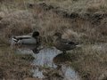 Ducks in a Pond - Unedited