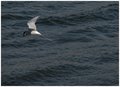 Arctic tern