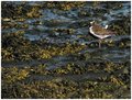Golden plover