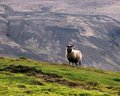 Sheep on a Hill