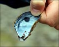 Shell and sea creatures
