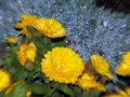 Flowers in focus