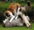 Fix your Claws!