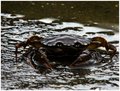 Crab Eyes
