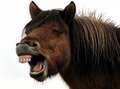 Awfully Pretty Horse