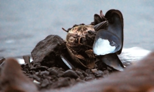 Shells