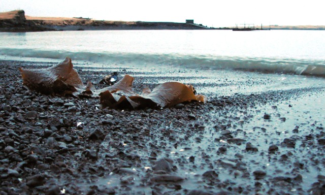Seaweed VII