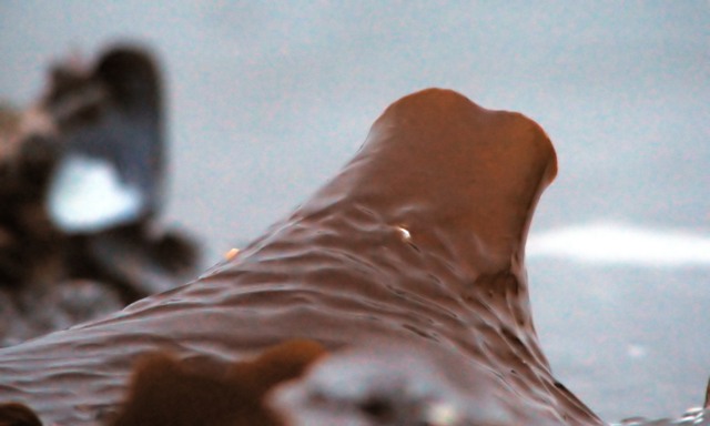 Seaweed V