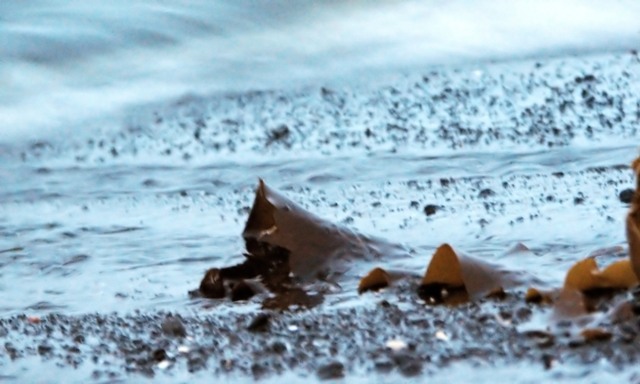 Seaweed I