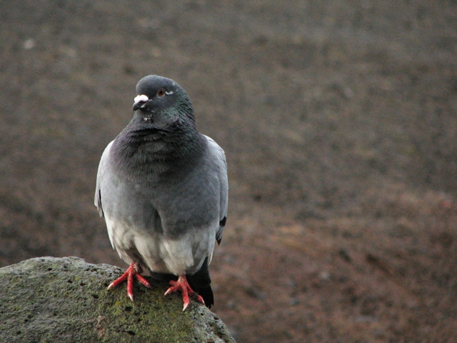 Smart pigeon on the rock
