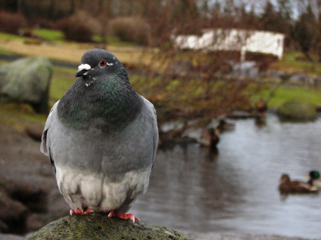 Smart pigeon