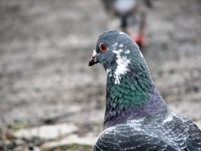 Colourful pigeon