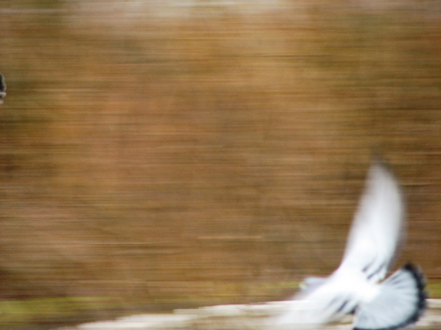 Landing pigeon