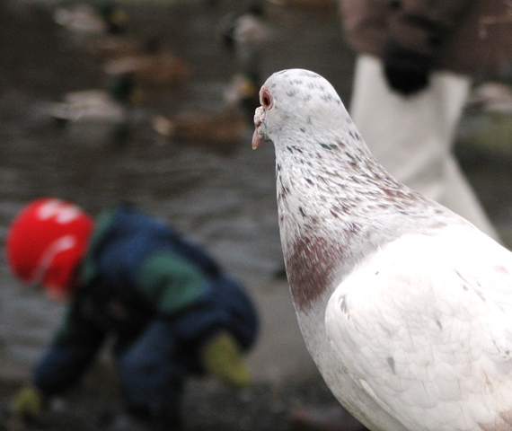 Monitoring pigeon