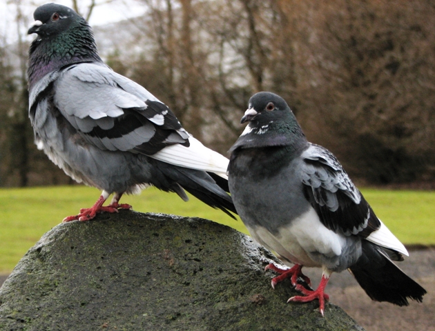 Puffed pigeons