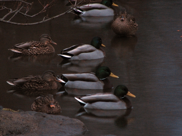 Sitting ducks